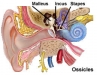 ear-anatomy
