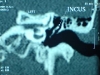 incus