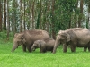 elephants