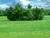 greenery