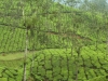 munnar-tea-estate
