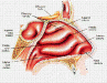 nasal-anatomy
