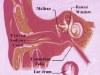 ear-anatomy