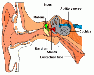 ear
