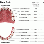 babyteeth babyteeth