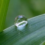 dew drop dew drop