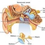 ear ear