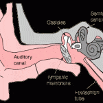 ear anatomy
