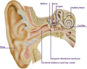 ear anatomy