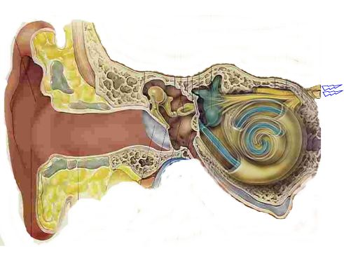ear ear