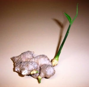 ginger