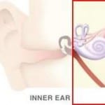inner ear 1