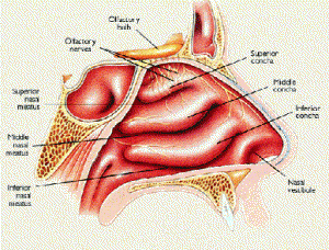 nose1