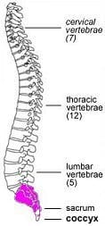 vertebral column